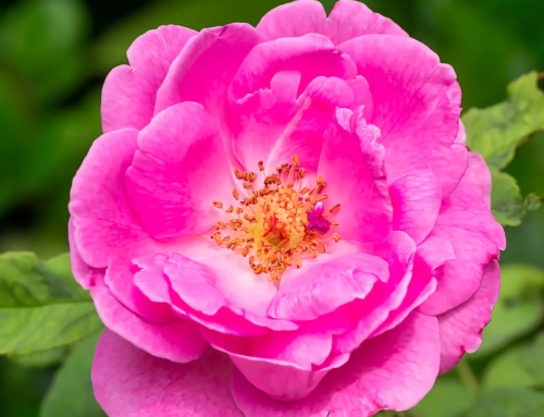 Week-end del 1 Maggio tra le rose del Labirinto del Castello di Cordovado